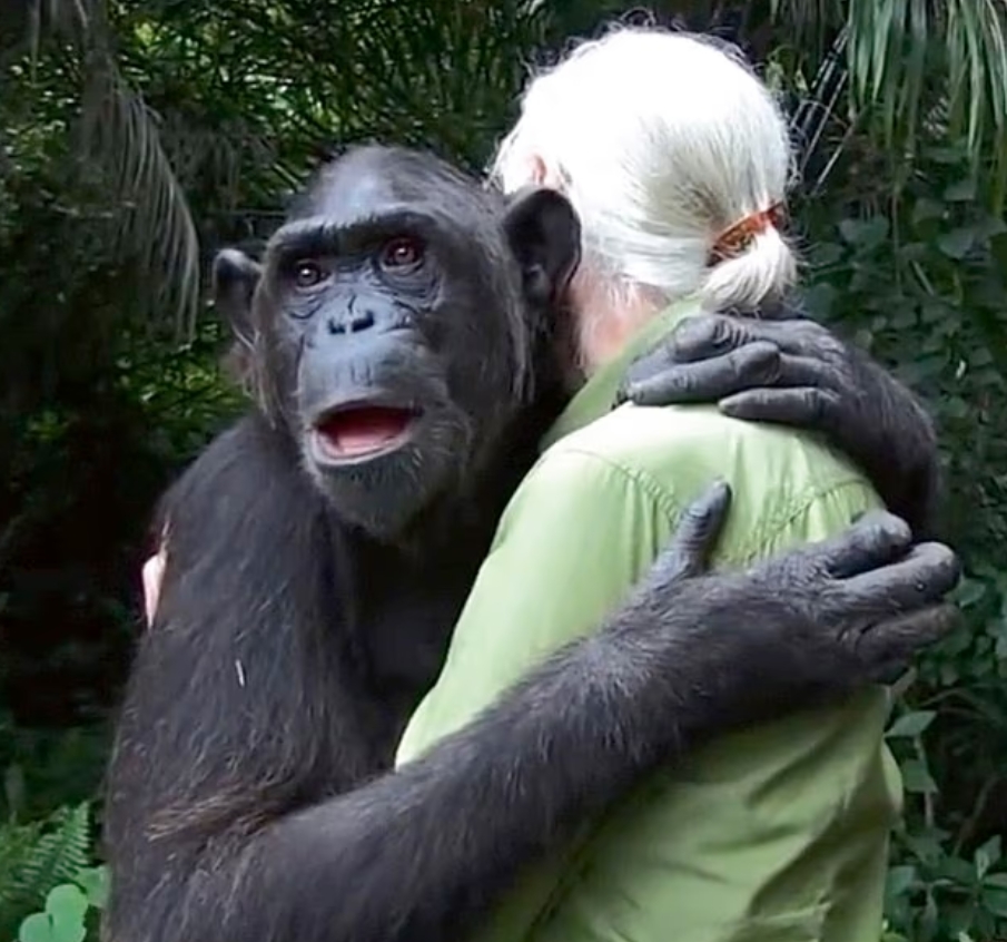 Померла Джейн Гудолл - вчена, яка змінила уявлення світу про шимпанзе